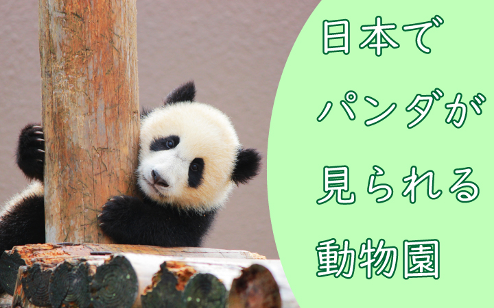 日本でパンダを見れる動物園は3つしかない！？